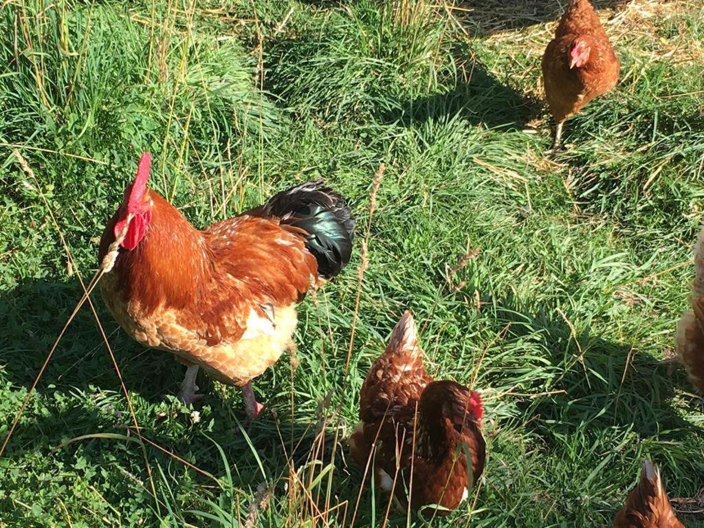 Ferienhof Weber Nieratz Wangen im Allgäu Exterior foto